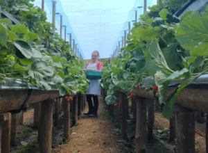 A produtora Lucélia Aparecida da Costa, de Jaboti, diz que a IG do morango tornou Jaboti mais conhecida e atraiu novos compradores. Foto: Arquivo Pessoal.