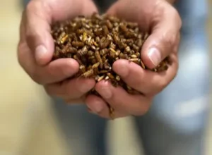 All-Horses-Racao-pode-desencadear-pre-diabetes-dos-equinos-foto-divulgacao