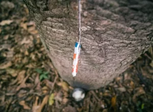 Christian-Braga-WWF-Brasil