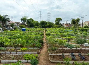 Copel__Cultivar_Energia_Curitiba