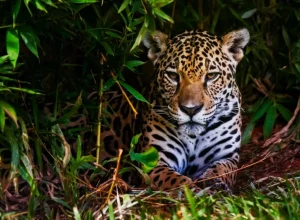 Onças: Parque Nacional do Iguaçu