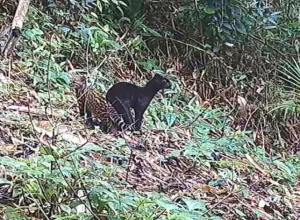 foto frame /Programa Grandes Mamíferos Serra do Mar/O Boticário
