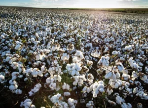 ORÍGEO apresenta soluções em lounge exclusivo no 14º Congresso Brasileiro do Algodão