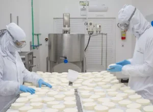 Mais de 41% da produção diária de leite no Paraná é destinada para produção de queijo Créditos: Divulgação