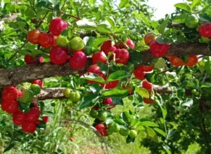 Foto: Cooperativa Frutipérola.