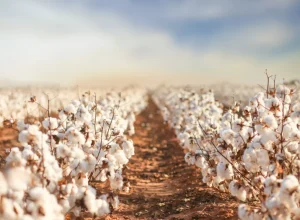 Bicudo-do-algodoeiro