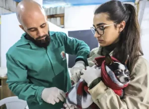 curitiba__animais exames rede de proteção foto josé ogura-smcs
