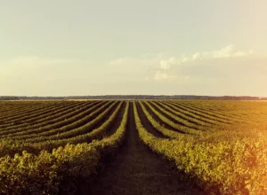 agro-soja__bela-natureza-retro-com-campo