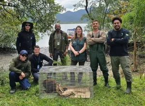 iat__bugio_ruivo_1_diego_fernandes_iat_morretes (1)