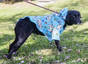 pinhais__cão para adoção 1