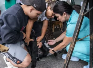 curitiba-castracao-animais
