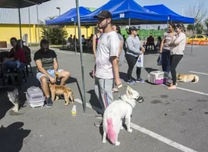 prefeitura_de_curitiba__castração de cães