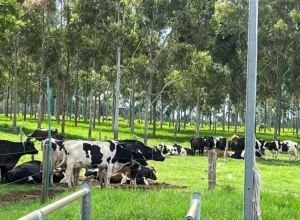 Tecnologia está sendo avaliada a campo com os animais criados a pasto divulgação