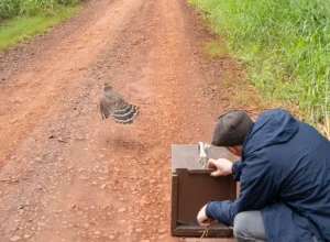 O falcão-relógio é uma ave de rapina de porte médio, da família Falconidae, da Ordem dos Falconiformes, também conhecido como gavião-da-mata ou taguató (Argentina). Fotos: Sara Cheida / Itaipu Binacional