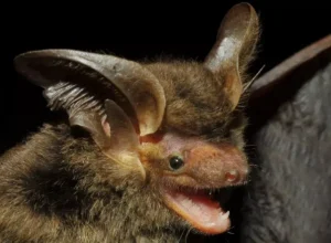 morcego raro foto vinicius cláduio-fiocruz