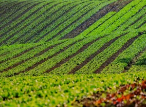 producao-parana_organicos_017_0