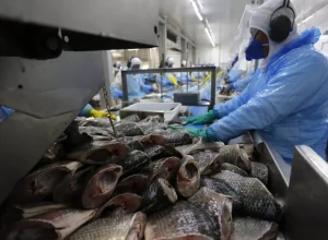 tilápia indústria_parana