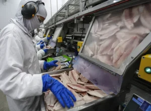 O Brasil é o quarto maior produtor mundial e o Paraná produz um terço deste total foto jonathan campos-AEN