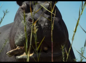 Longa-metragem "Pepe", de Nelson Carlos de Los Santos Arias - Cred Reprodução