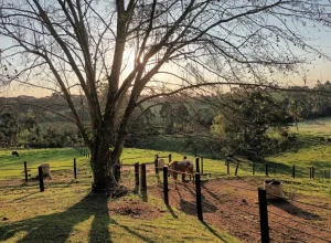 Academia Brasileira do Cavalo do Sul do Brasil