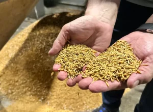 soja-industria-brasil