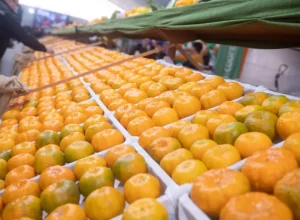 Cerro Azul foi reconhecida em 2023 como capital nacional da ponkan. Fotos: Inove.