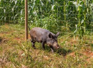 BELGO-Javaporco-Credito-Divulgacao-Belgo-Bekaert