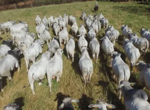 CFM-Megaleilao-CFM-2021-vendera-500-touros-Nelore-CEIP-nascidos-em-2019-foto-divulgacao