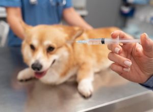 veterinario-cuidando-de-cachorro-de-estimacao-pet